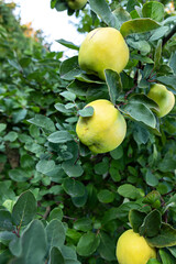 Quince fruits ripening on a tree branch in a sunny orchard during late summer