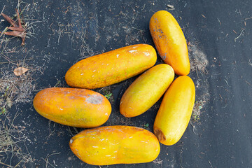 Freshly harvested yellow ripe cucumbers lying on black fabric in an outdoor garden