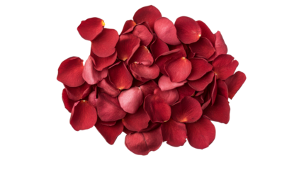 Scattered red rose petals on a black background, cut out transparent