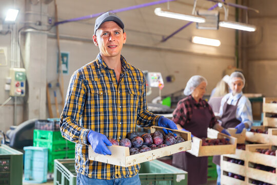 European man standing in sorting room with wooden box full of plums. Women stacking boxes in background.