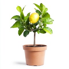 Lemon Tree in Flower Pot
