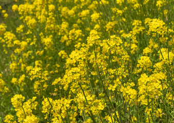 葉の花が咲き誇る　春の野原06