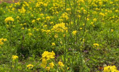 葉の花が咲き誇る　春の野原05