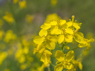 葉の花のクローズアップ　春の野原02