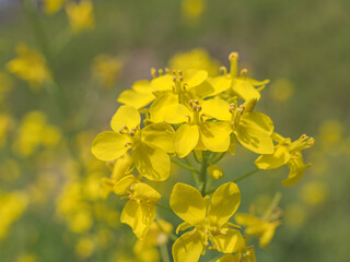 葉の花のクローズアップ　春の野原03