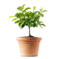 Potted Green Plant Growth