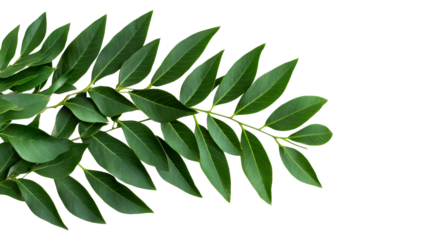 Leaves and stem with vibrant green foliage , cut out transparent