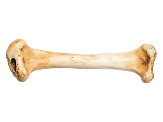 Animal Bone Isolated on White Background for Display