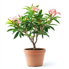 Elegant Pink Flowering Plant