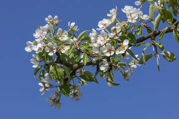Nahaufnahme eines Zweiga eines Birnbaums mit weißen Birnenblüten und Blättern mit blauem Himmel.