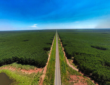 Estrada cortando planta&ccedil;&atilde;o de eucalipto para celulose