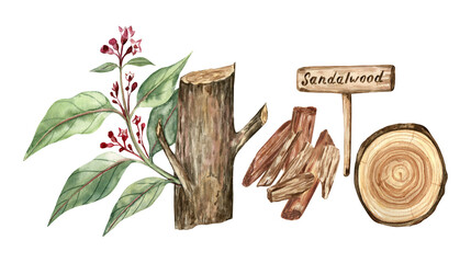 Watercolor illustration of Sandalwood isolated on transparent background; for perfumery illustrations and books, packaging, art prints, cards