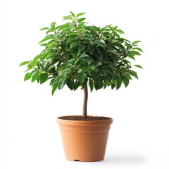 Small Potted Green Plant