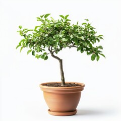 Small Potted Green Tree Plant