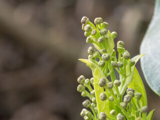 アオキの花芽　春の野山01