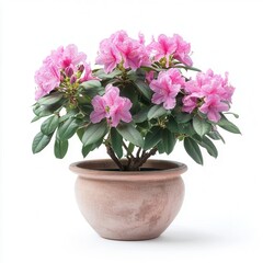 Fototapeta premium Pink Rhododendron in Pot