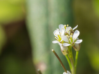 ミチタネツケバナの花　切られた部分から花を咲かせる01
