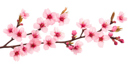 Blooming cherry branch, pink petals, springtime beauty, floral design, cut out transparent