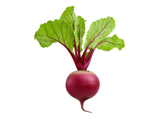 Fresh Red Radish with Green Leaves Isolated On White