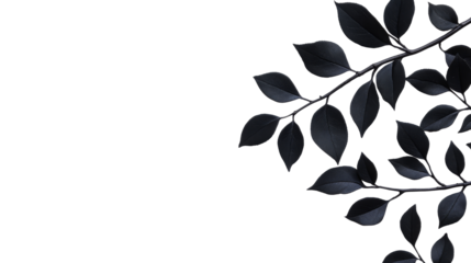 Branch with dark leaves on black background, botanical design, cut out transparent