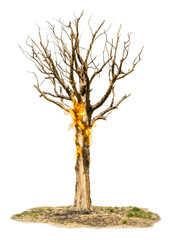 Fototapeta premium Burning tree in nature artistic flame representation view isolated on transparent background