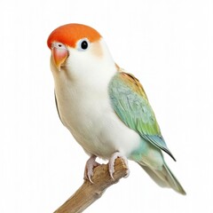 Colorful Bird on a Branch