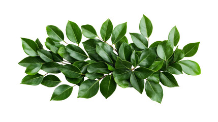 Naklejka premium Green branch with glossy leaves, cutout transparent