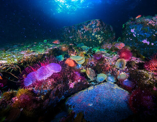 Obraz premium Tidal Pools