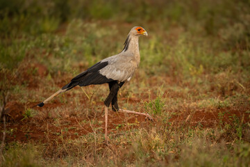 Secretarybird (Sagittarius serpentarius). Secretarybird Walking on Red Earth. Sparse green vegetation and dry soil in backdrop. Striking beak and legs draw attention to its hunting stance.