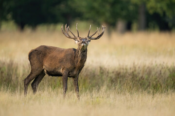 Red Deer (Cervus elaphus). Deer Standing Alert. Dry grassy meadow in mid-morning light. Upright stance and raised head suggest caution and awareness in peaceful surroundings.