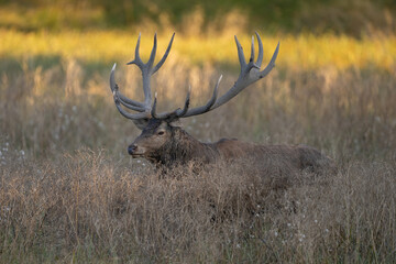 Red Deer (Cervus elaphus). Deer lying low with head alert among dry grass. Meadow’s edge. Warm tones and soft sunlight create a peaceful scene of alert rest.