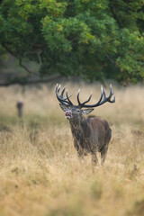 Red Deer (Cervus elaphus). Deer with lifted head licking its nose mid-step in tall grass. Woodland edge. Unique moment showing personal grooming and alert movement.