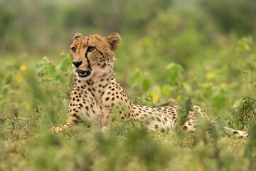 Cheetah (Acinonyx jubatus). Felidae Watching alertly from grassland. Open savannah with dense green vegetation. The cat’s sharp gaze and half-open mouth create a sense of suspense and tension.