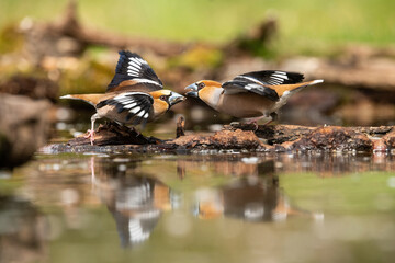 Hawfinch (Coccothraustes coccothraustes). Fringillidae birds confront each other with open wings over water. Woodland stream with mossy logs. The tense symmetry and mirror reflection create a visual