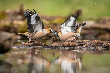 Hawfinch (Coccothraustes coccothraustes). Fringillidae birds stretch wings aggressively in...