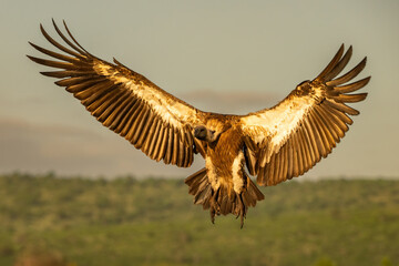 Cape Vulture (Gyps coprotheres). Vulture Landing with Wings Spread Wide. Open sky above forested ridges. Light captures every feather in a dramatic and majestic descent frozen mid-air.