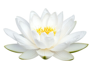 Beautiful White Lotus Flower in Blooming Detail