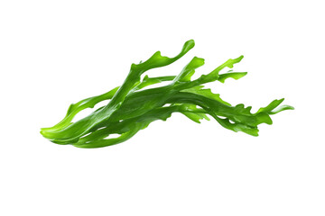 Bunch of green seaweed is shown on a white background, isolated