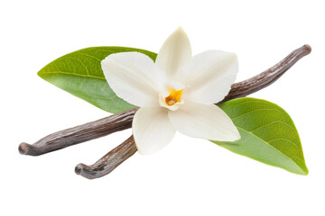 White flower with a brown stem is on a leaf, isolated