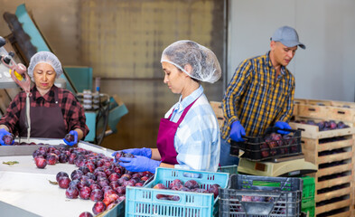 Adult european female in uniform sorting fresh ripe plums on producing grading line at farm warehouse