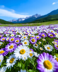 Obraz premium Vibrant purple and white daisies bloom in a vast field, set against a majestic mountain backdrop under a clear blue sky