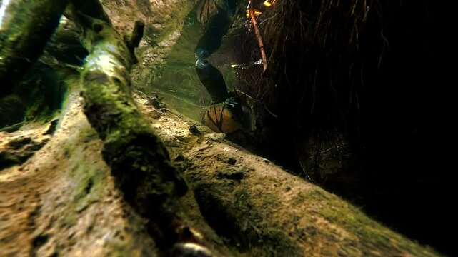 An Emys orbicularis rests on a floating log and breathes at the water&rsquo;s surface. Also known as the European pond turtle or Cistude.