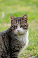Portrait of a stray cat