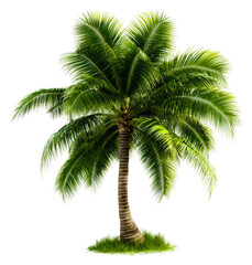 Fototapeta premium Lush palm tree growth tropical paradise nature scene greenery isolated on transparent background