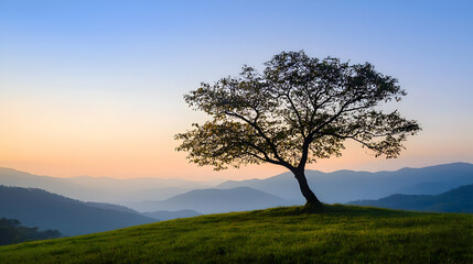 Obraz premium Solitary Tree Silhouette On Hilltop At Sunrise
