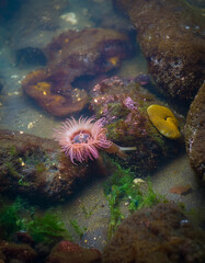 Tidal Pools