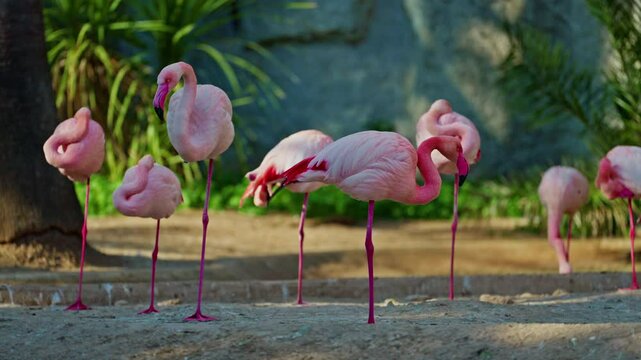 Close up of a bright colorful red American flamingo. This close up video shows a detailed view. Beautiful pink background with pink birds. Gorgeous pink flamingos on the lake