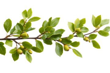 Branch of alder with green leaves and seeds, cut out transparent