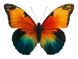 Colorful butterfly display nature isolated on transparent background