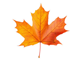 Obraz premium Vibrant Orange Maple Leaf Isolated on White Background